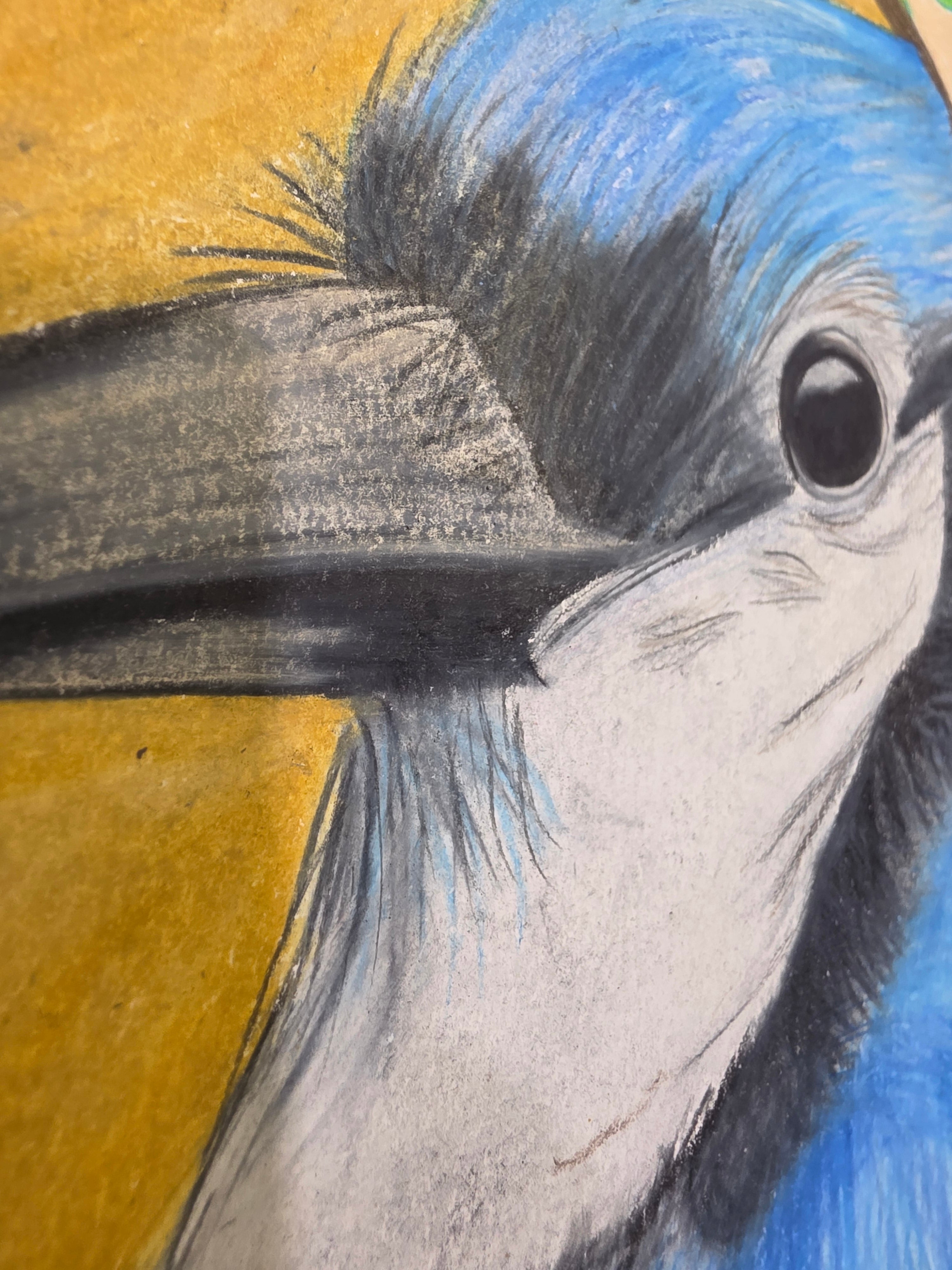 The whimsy Jay