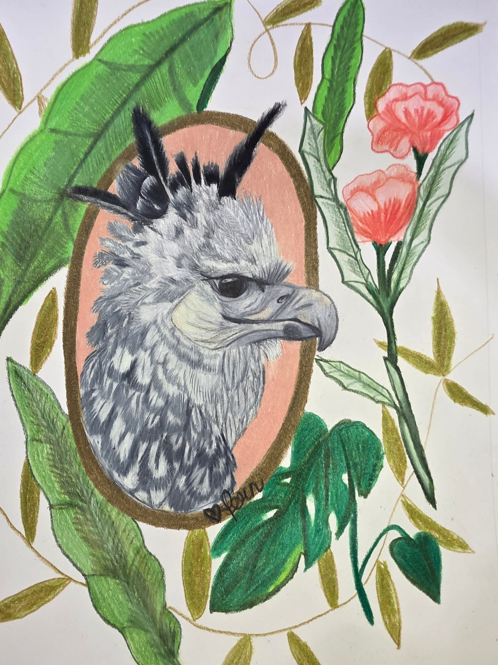 Harpy eagle