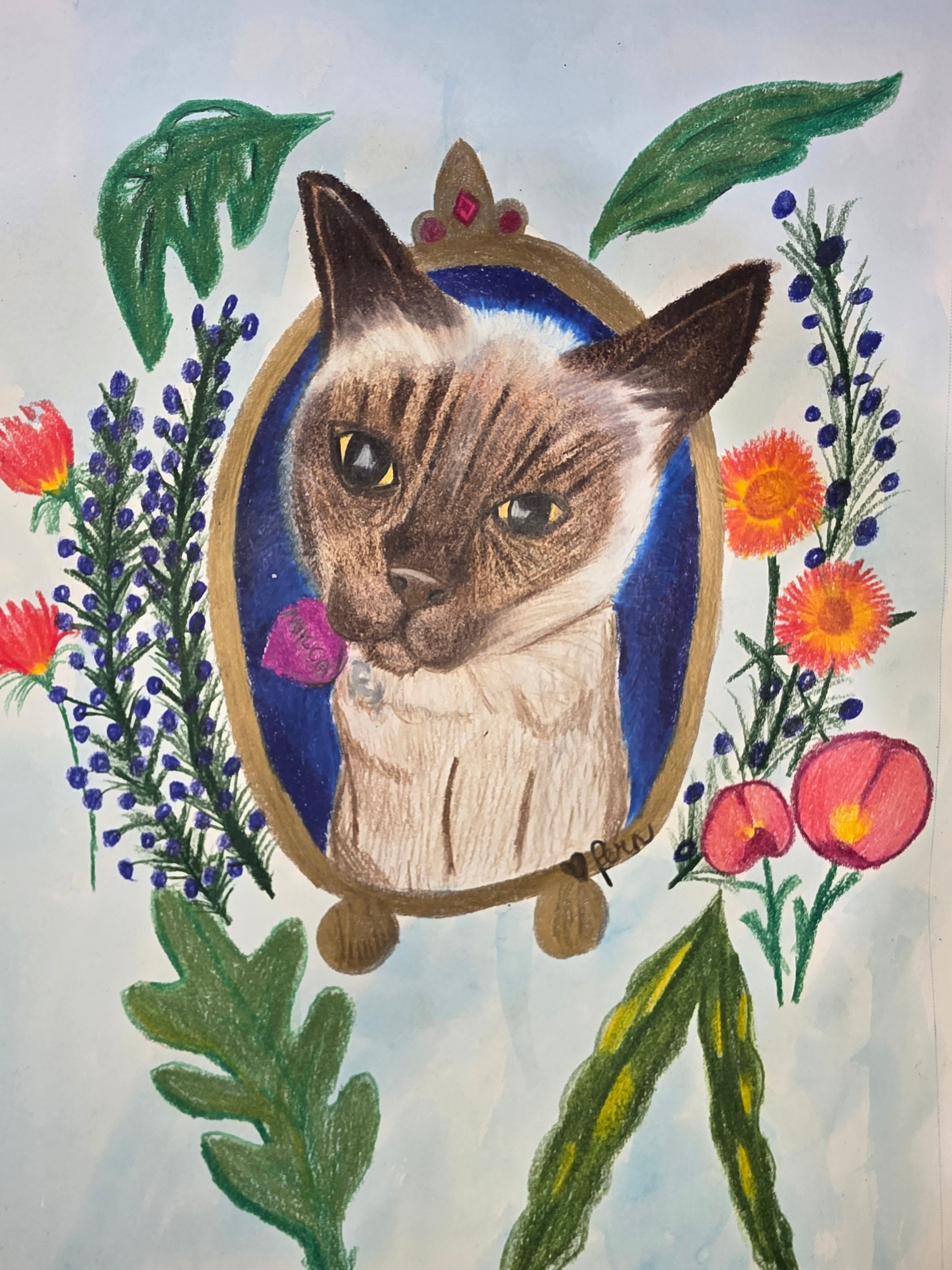 Macca the cat