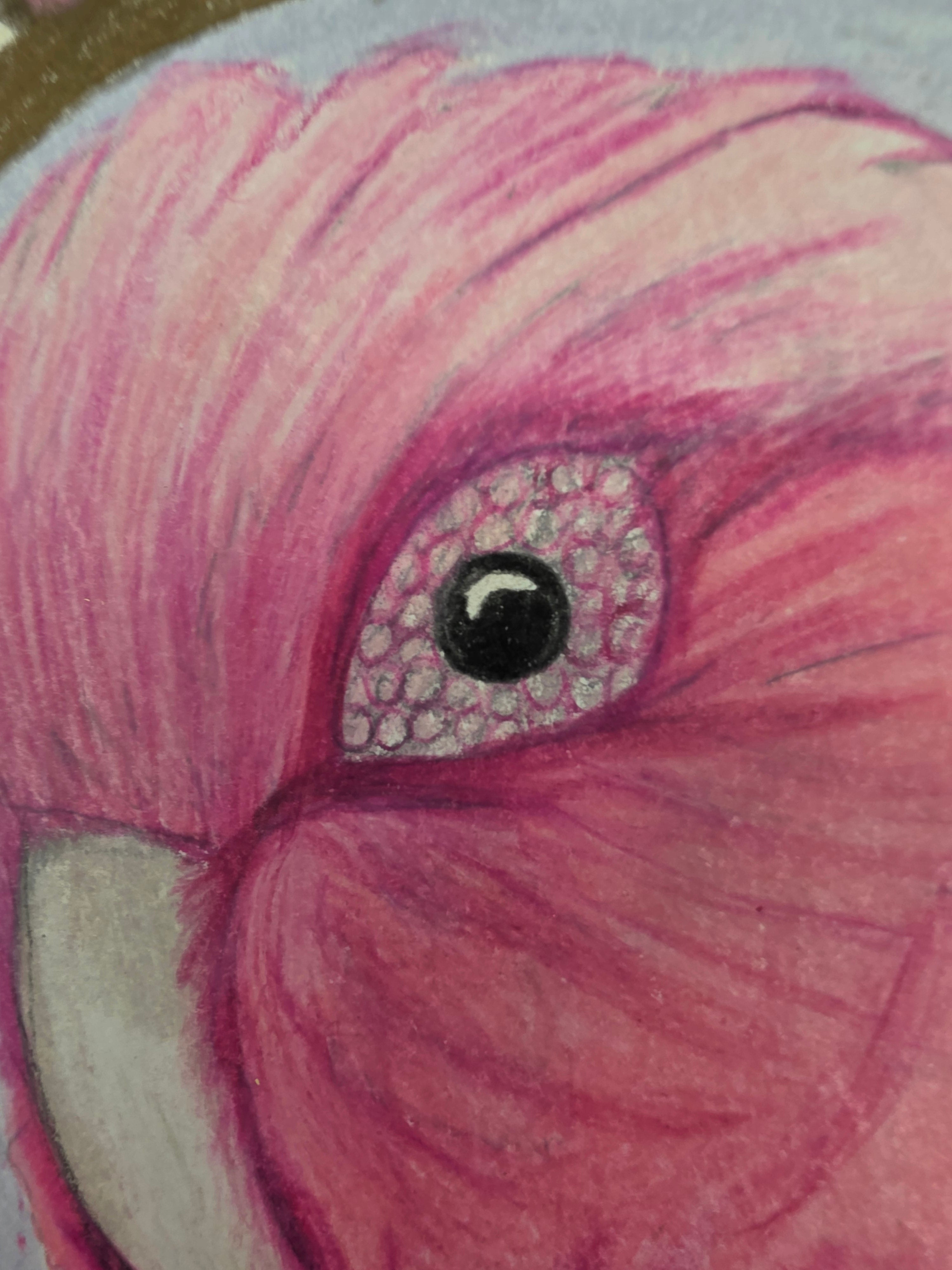 On Wednesdays we wear pink galah