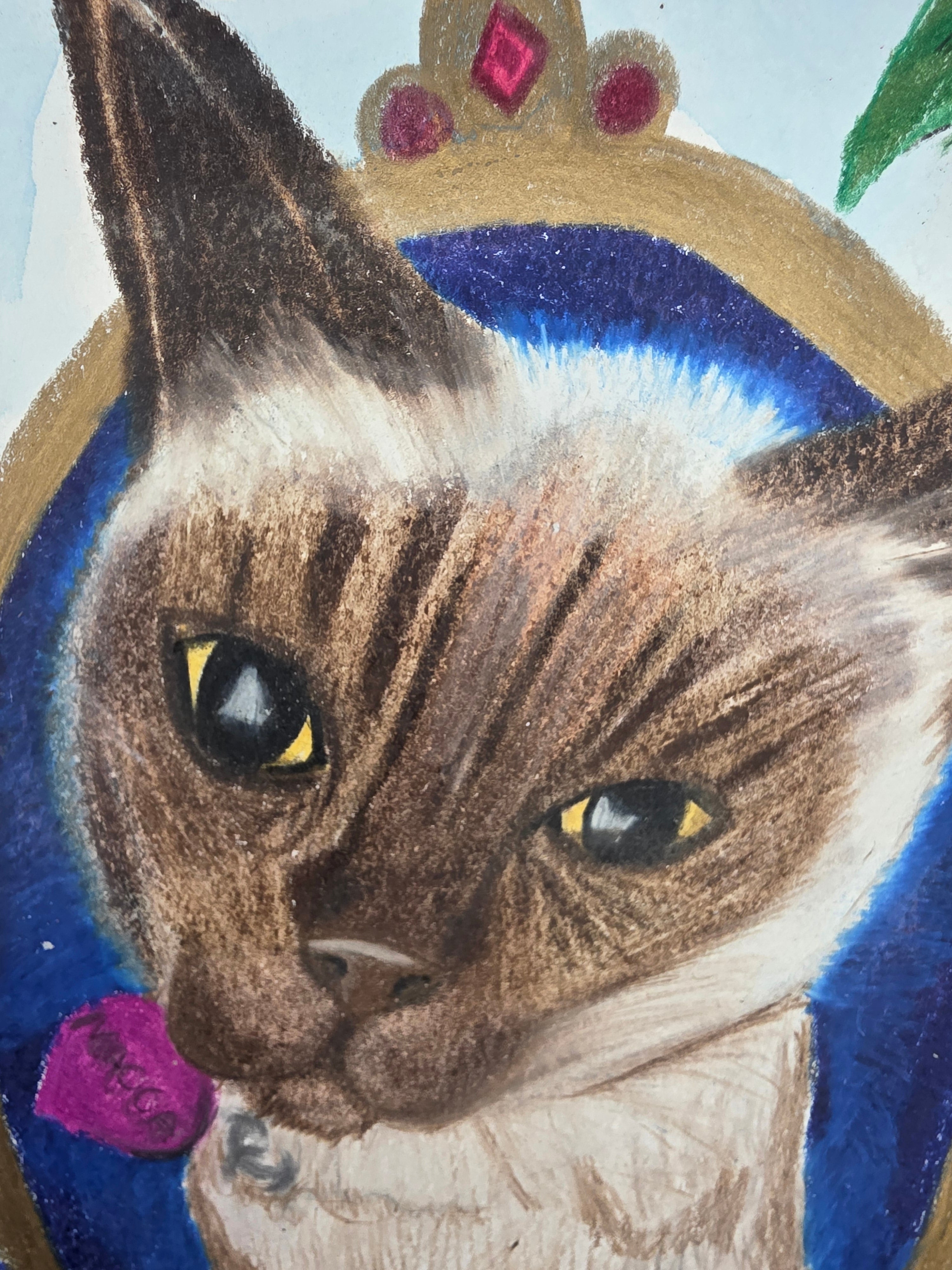 Macca the cat