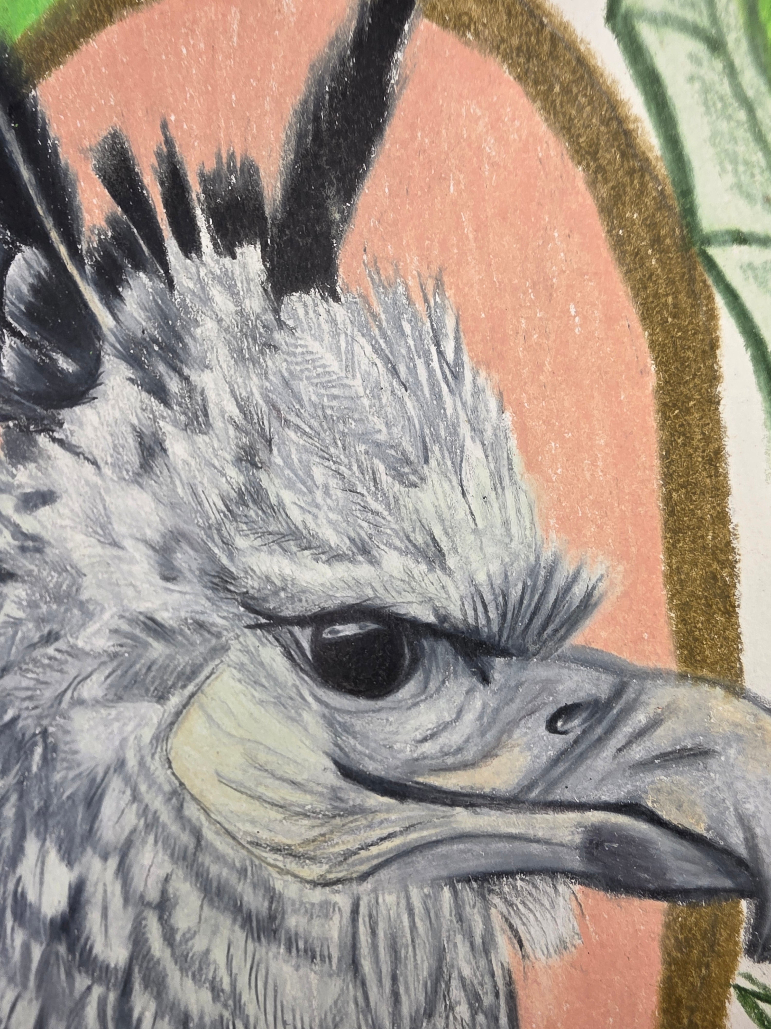 Harpy eagle