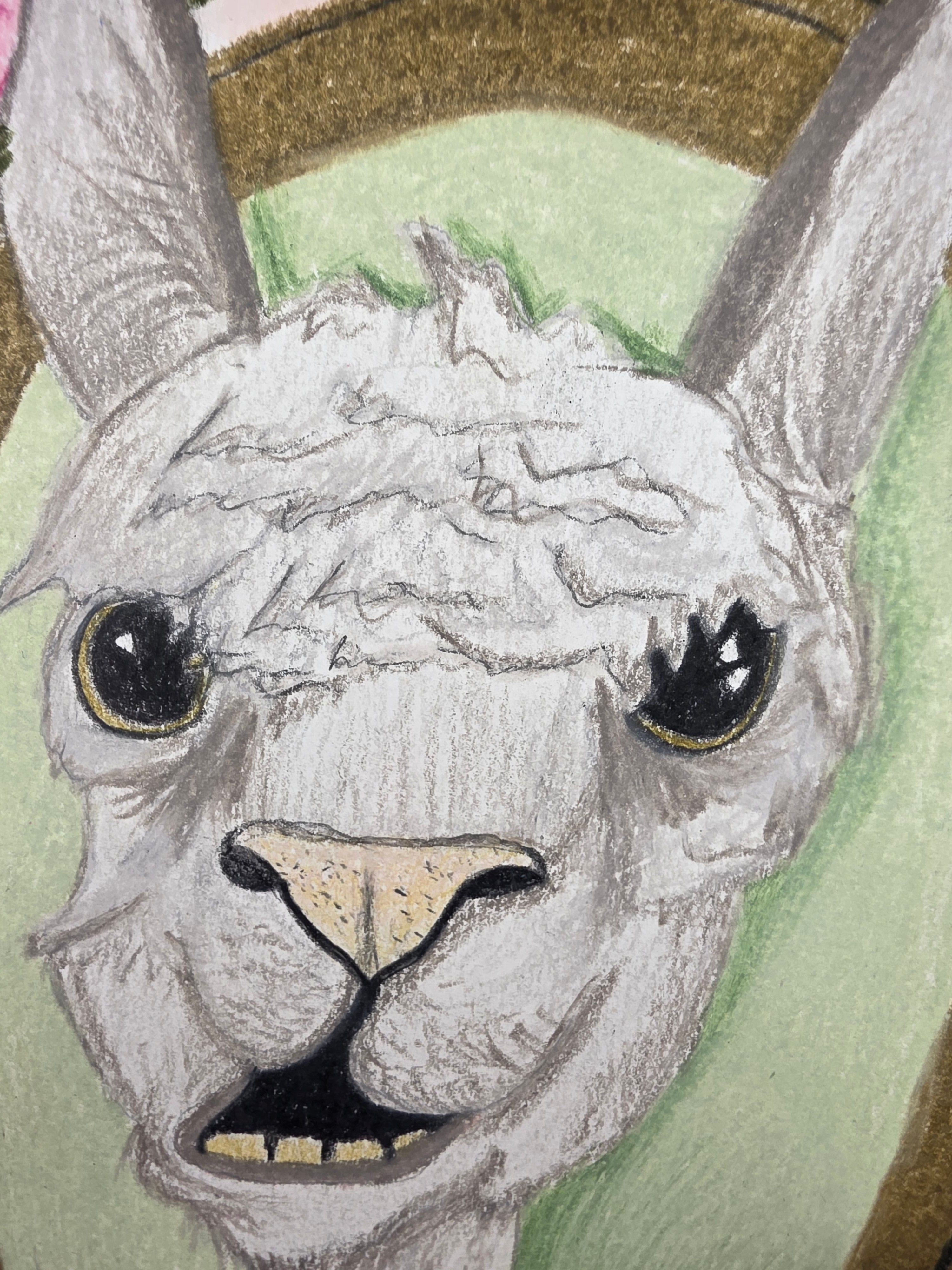 No drama Llama
