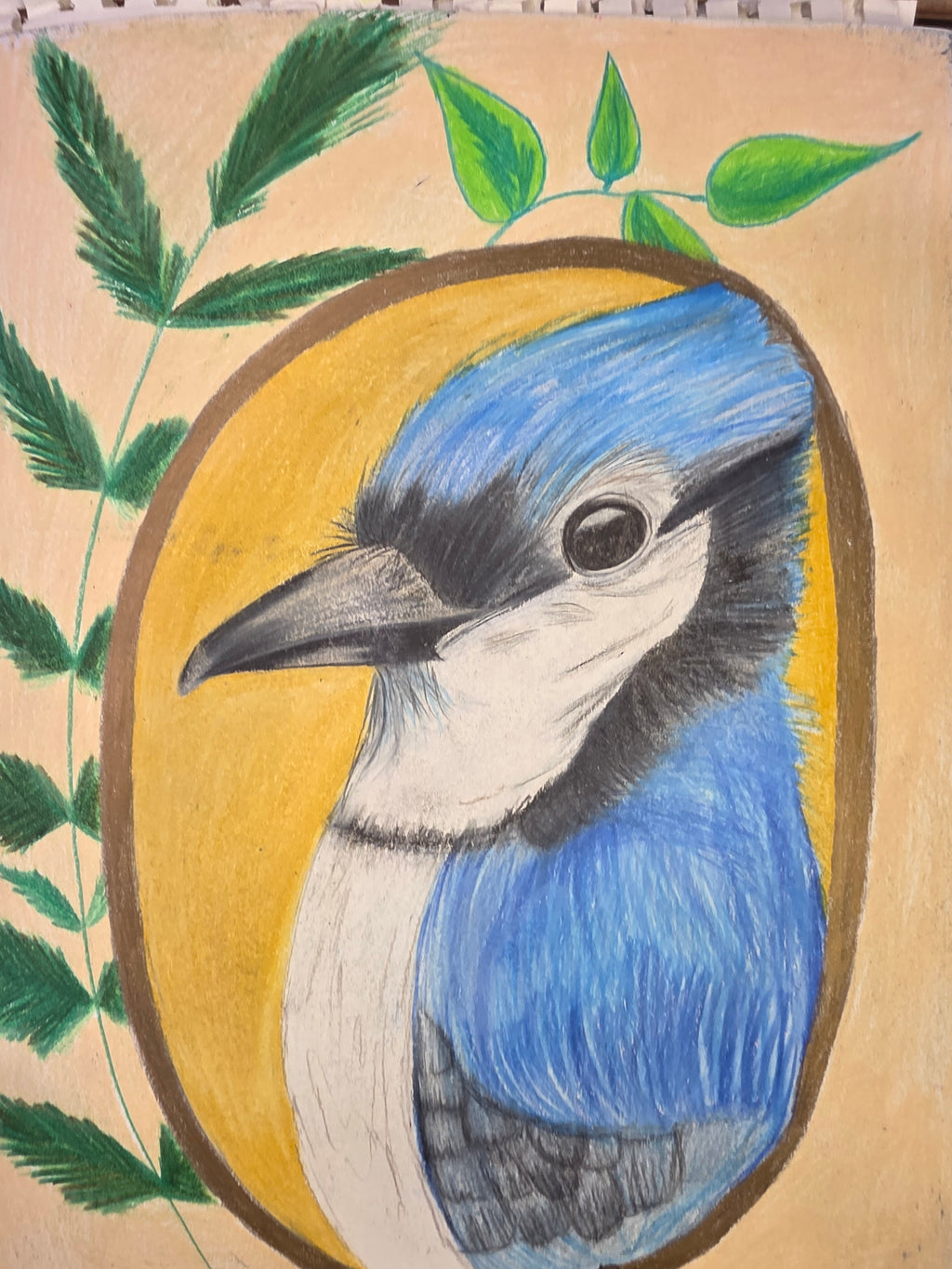 The whimsy Jay